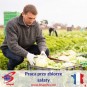 Zbiór sałaty - Francja